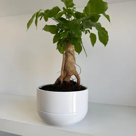 Piazza Venezia Lägenhet